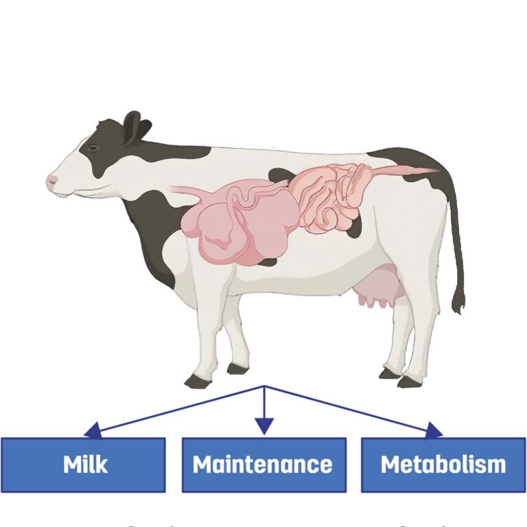 The Importance of Nutrition in Dairy Cattle