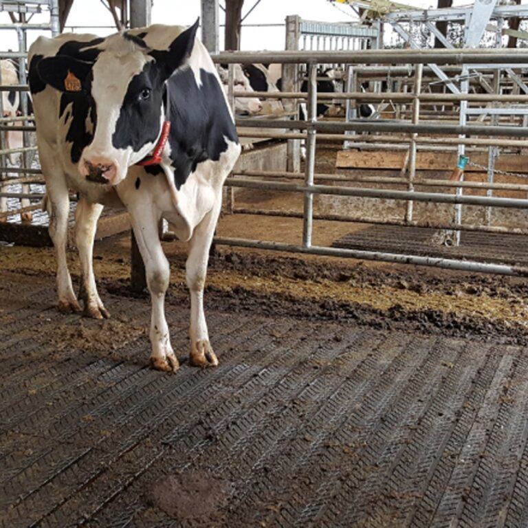 How Clean Housing Improves Cattle Health