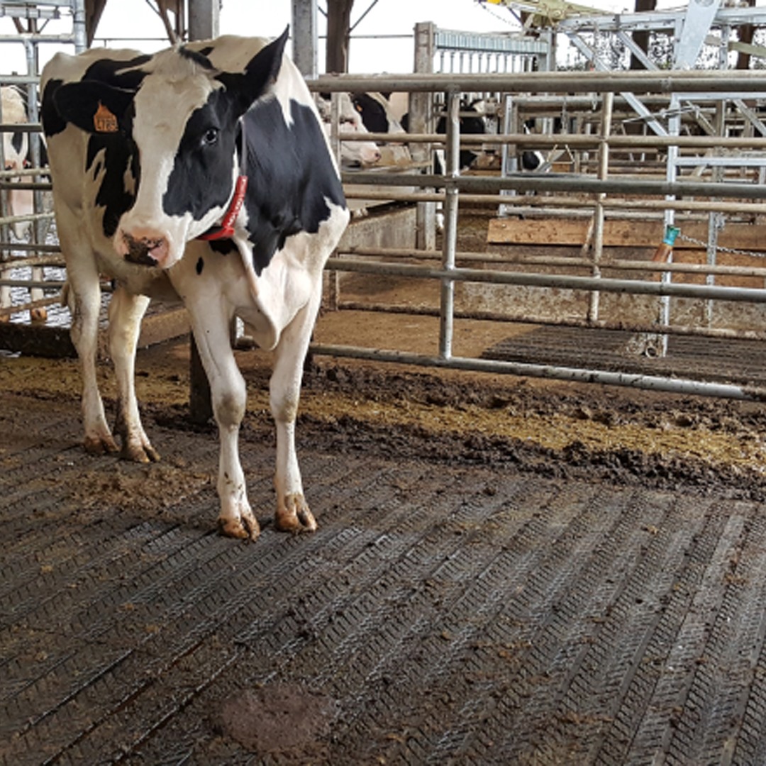 How Clean Housing Improves Cattle Health